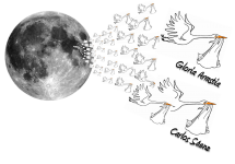 Nacimientos y las fases de la Luna, ¿Mito o realidad? Resultados de un pequeño estudio en Navarra.